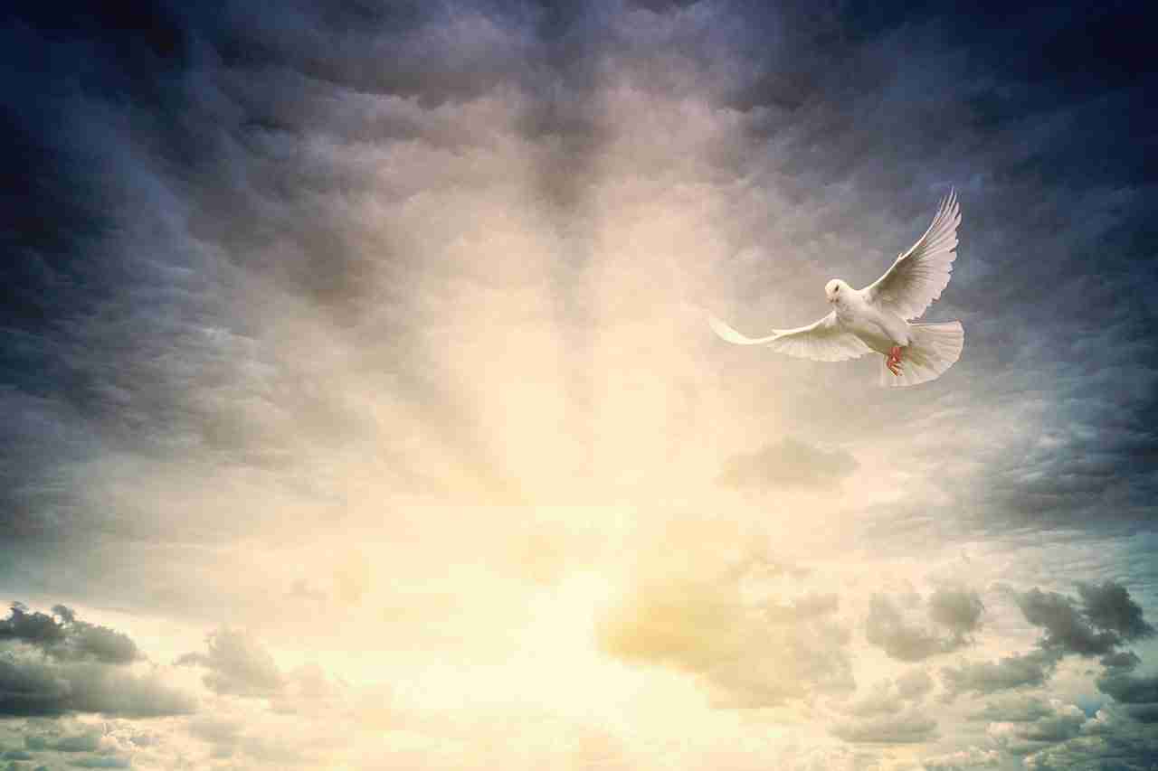 Dove in light A Dove Flies in Beams of Sunlight