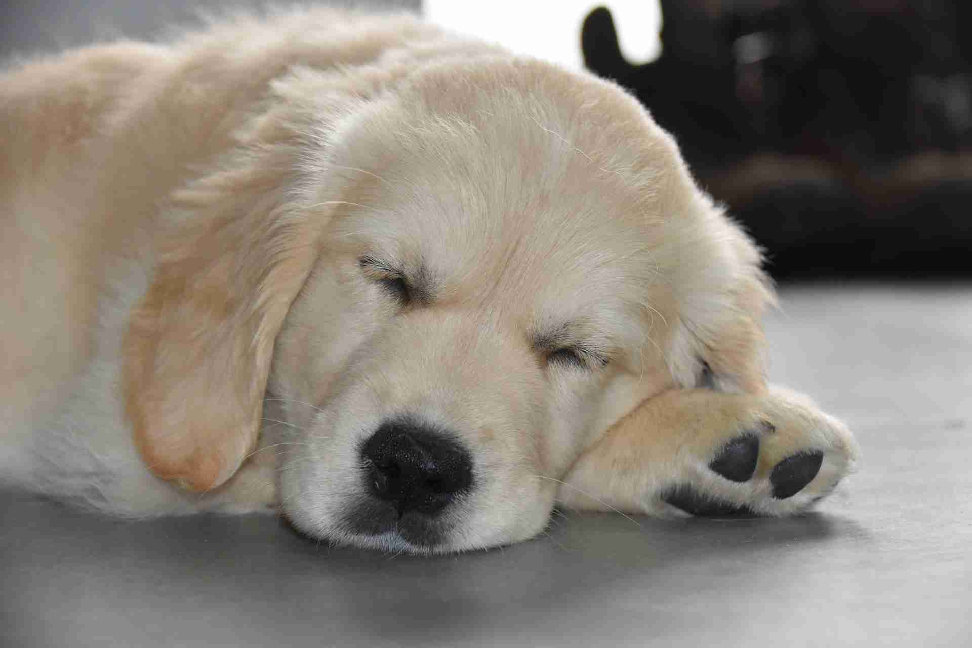 golden-retriever-7060729_1920